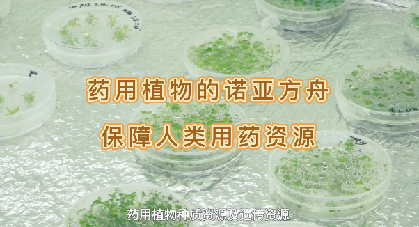 药用植物的诺亚方舟，包管人类药用资源
