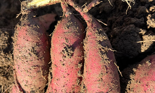 尊龙凯时红薯细胞种苗迎首次丰收